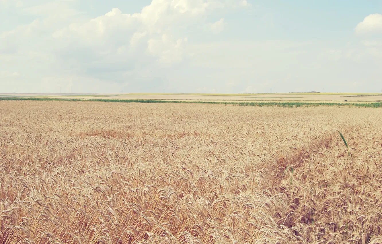 Photo wallpaper wheat, field, the sky, clouds, landscape, nature, ears, sky