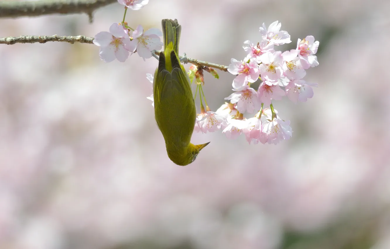 Photo wallpaper flowers, branches, cherry, bird, spring, hanging