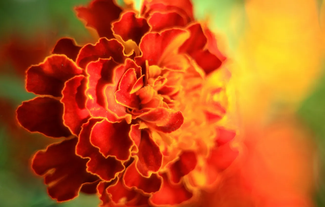 Photo wallpaper summer, bright colors, Sunny day, marigolds, photo colors