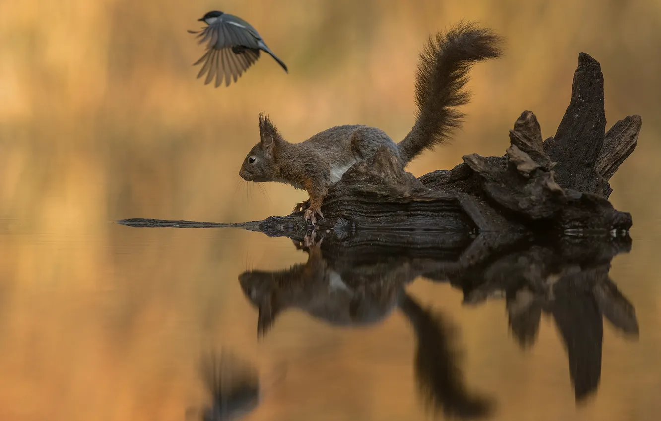 Photo wallpaper water, reflection, background, bird, protein, snag, tit