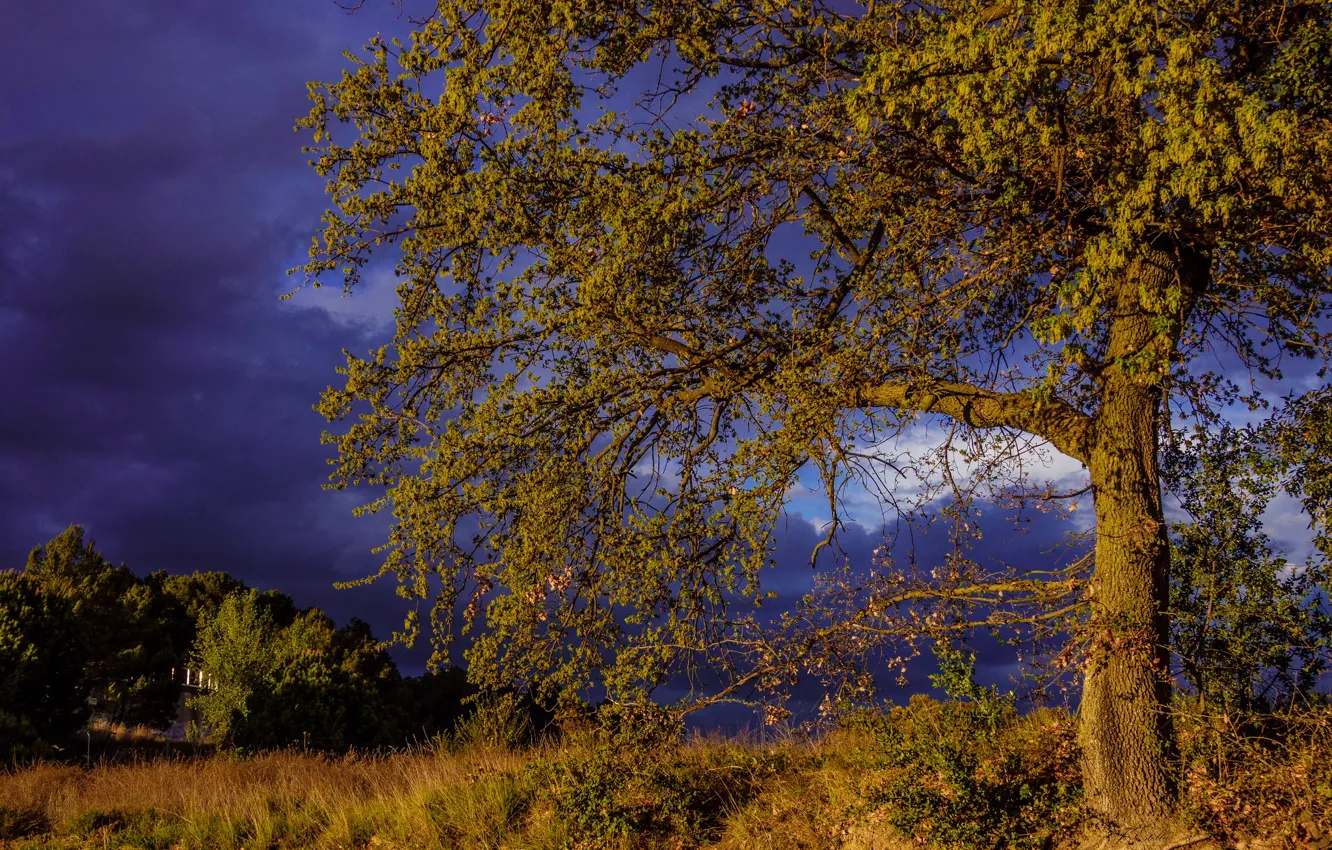 Photo wallpaper the storm, field, summer, the sky, leaves, clouds, light, branches