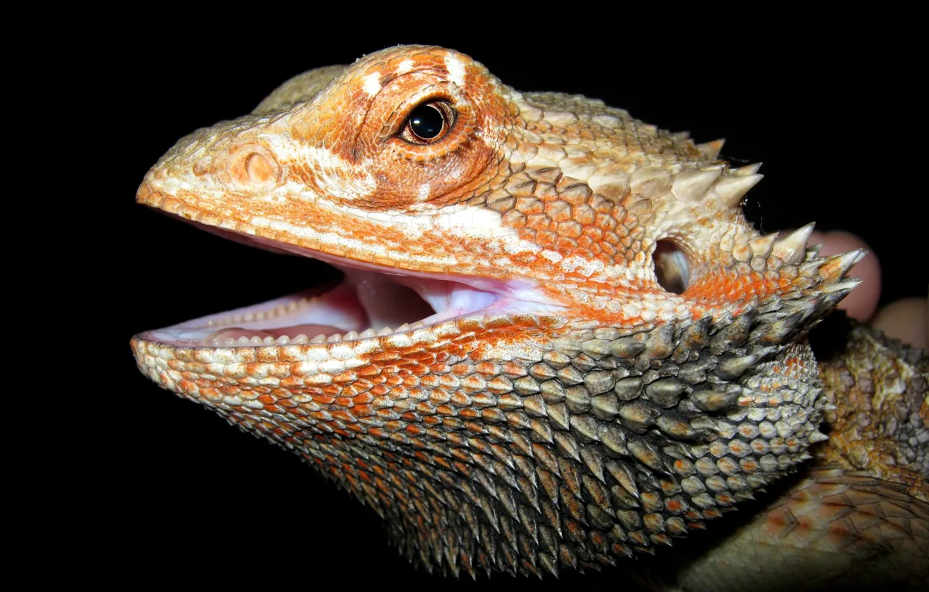 Photo wallpaper animal, lizard, reptile, closeup