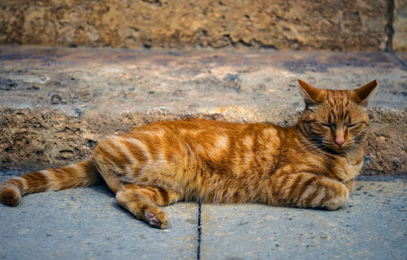 Photo wallpaper cat, cat, pose, stay, street, tile, red, lies