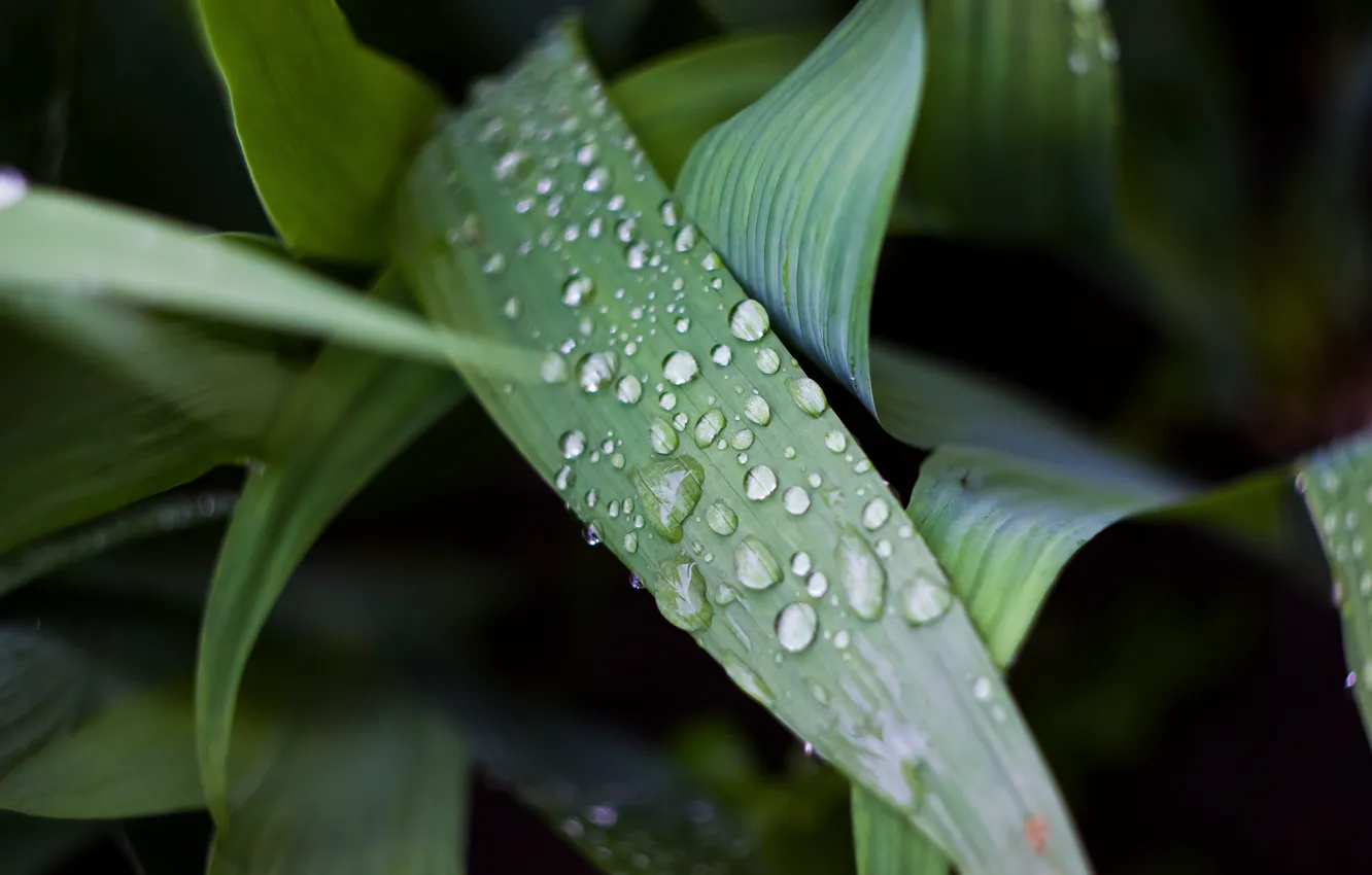 Photo wallpaper macro, nature, green, Rosa, dark, Helios, rasteenie, гелиос44м