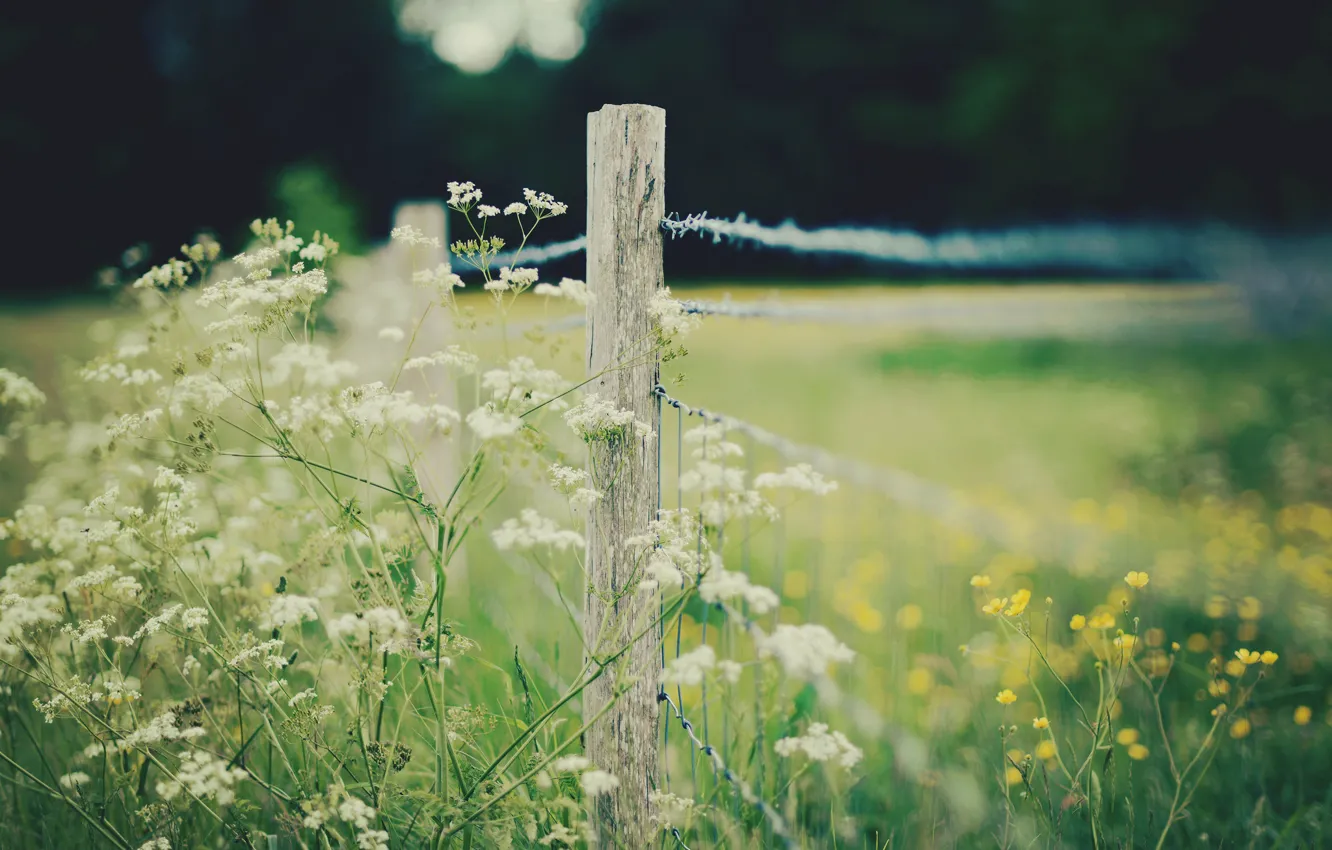 Photo wallpaper white, macro, flowers, yellow, background, widescreen, Wallpaper, the fence