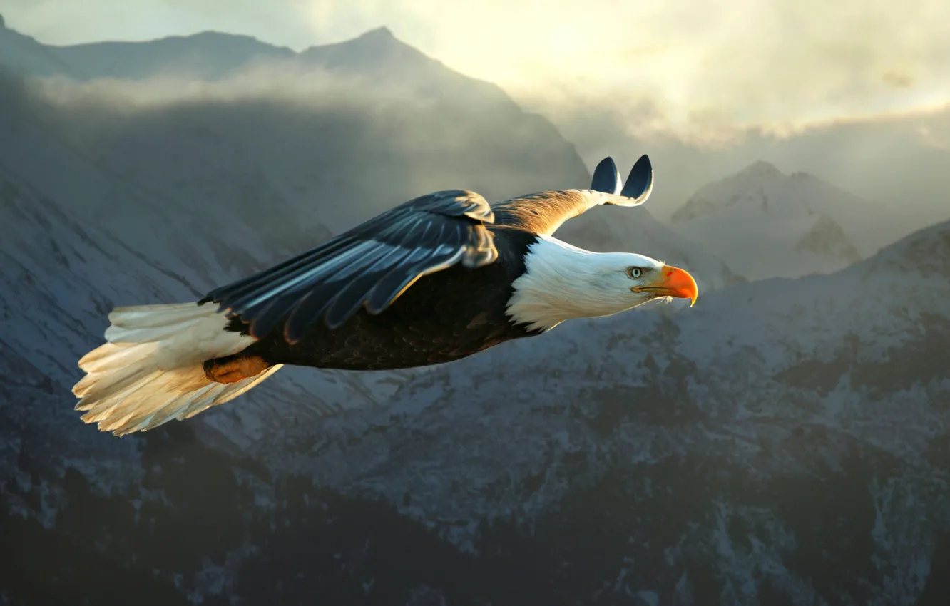 Photo wallpaper mountains, bird, predator, flight, eagle