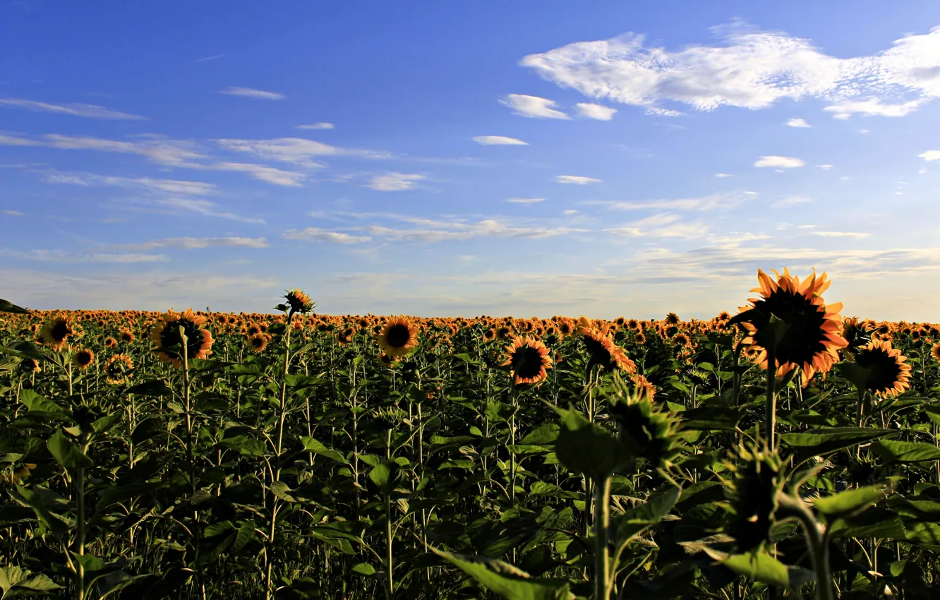 Photo wallpaper summer, the sky, sunflowers, flowers