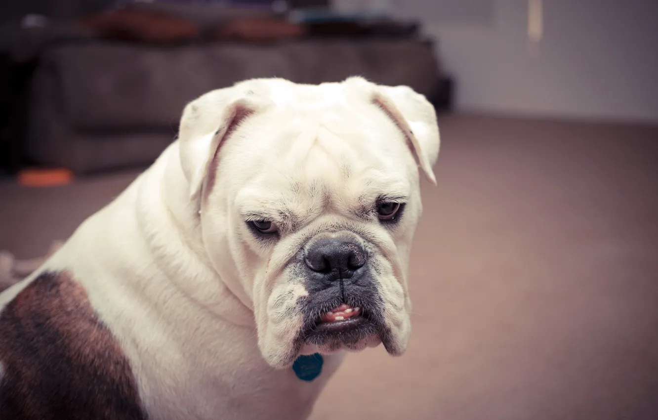 Photo wallpaper look, home, dog