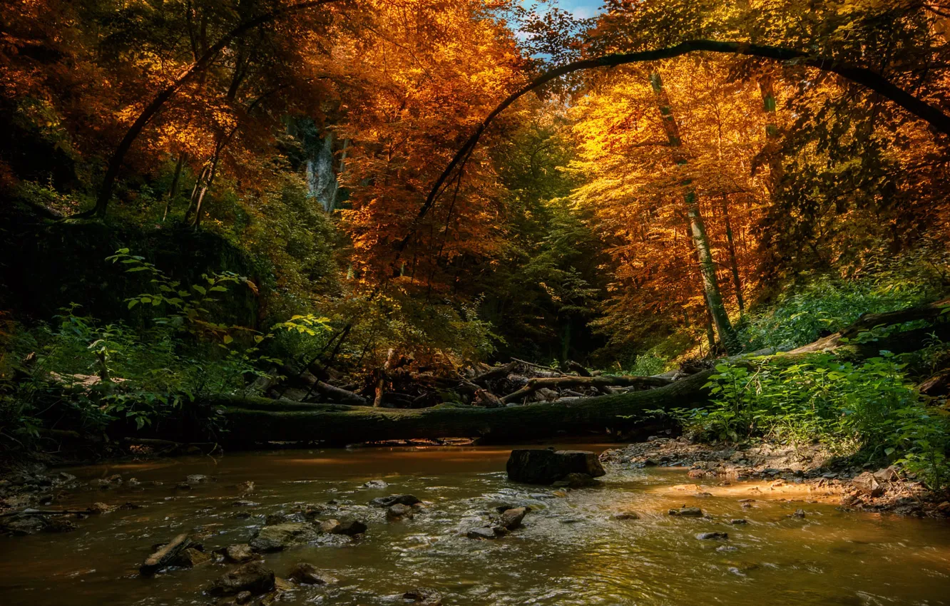 Photo wallpaper autumn, forest, trees, landscape, nature, river, deadwood, Tamas Hauk
