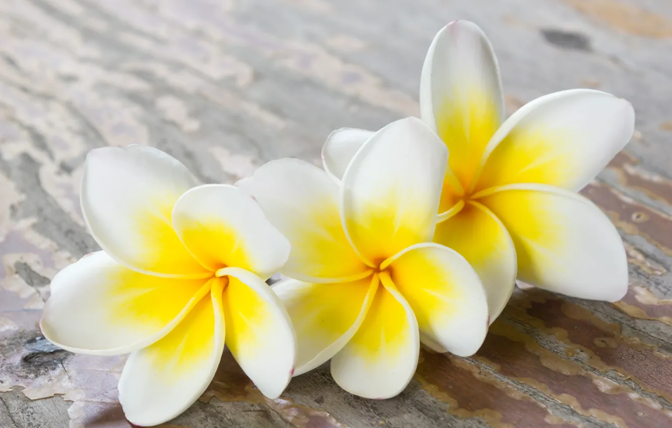 Photo wallpaper flowers, petals, white, flower, wood, plumeria, plumeria