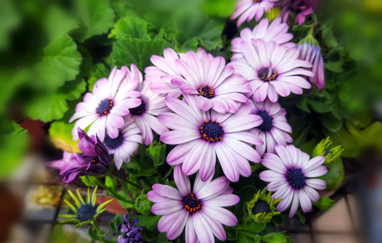 Photo wallpaper leaves, flowers, bouquet, lilac, bokeh, Osteospermum