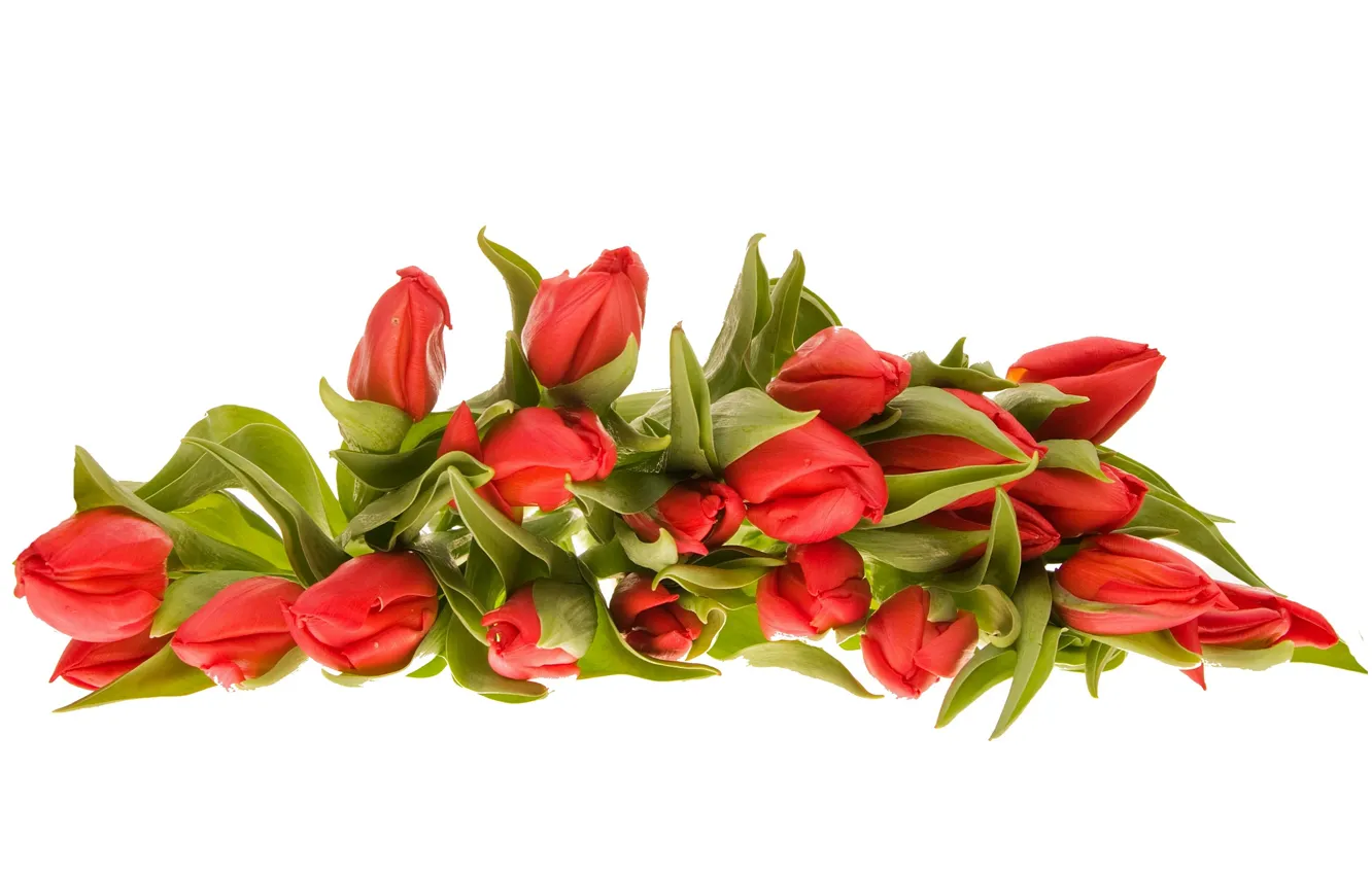 Photo wallpaper flowers, tulips, white background