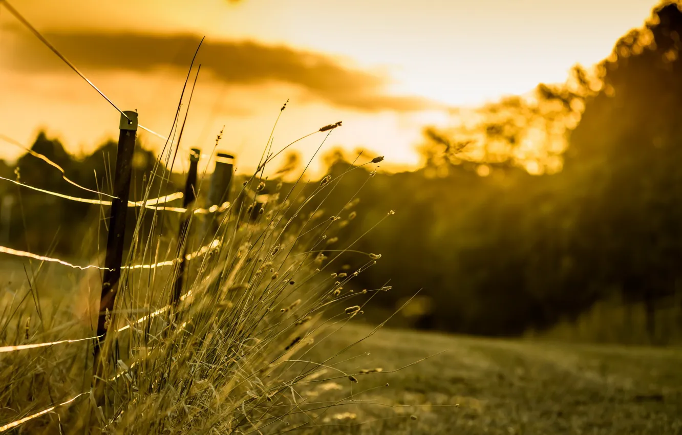 Photo wallpaper light, the fence, morning