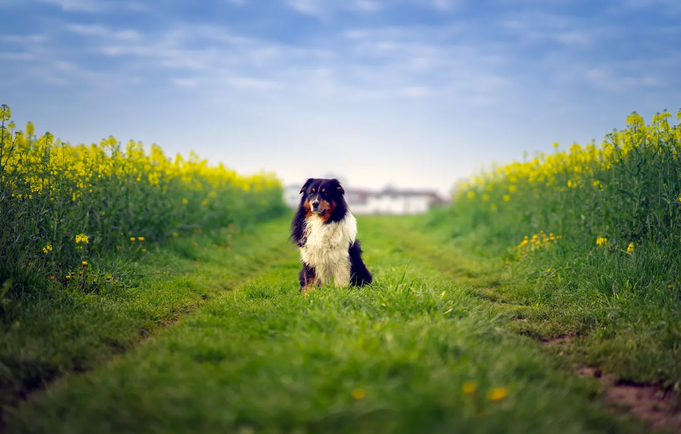Photo wallpaper field, dog, way, farm, australian shepherd