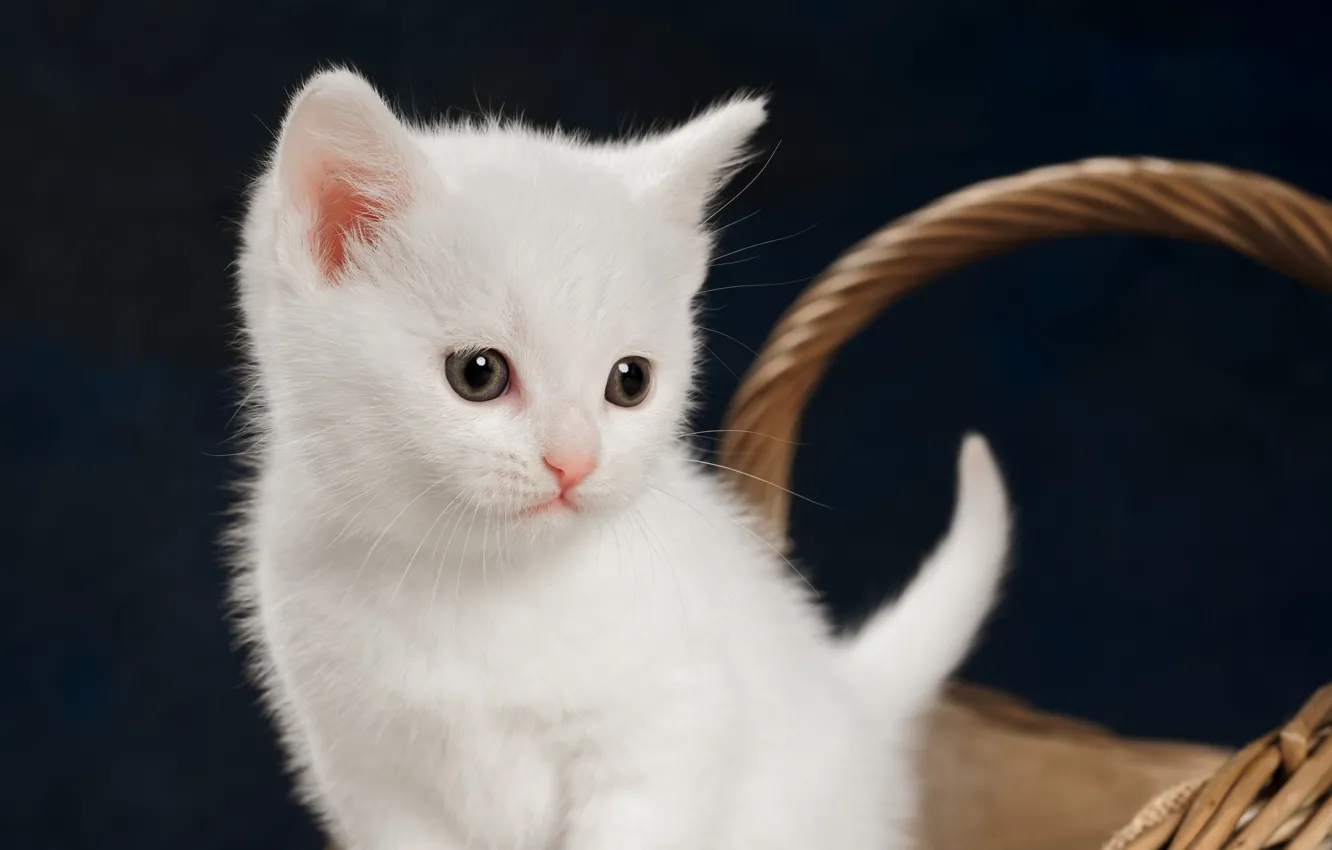 Photo wallpaper baby, kitty, white kitten