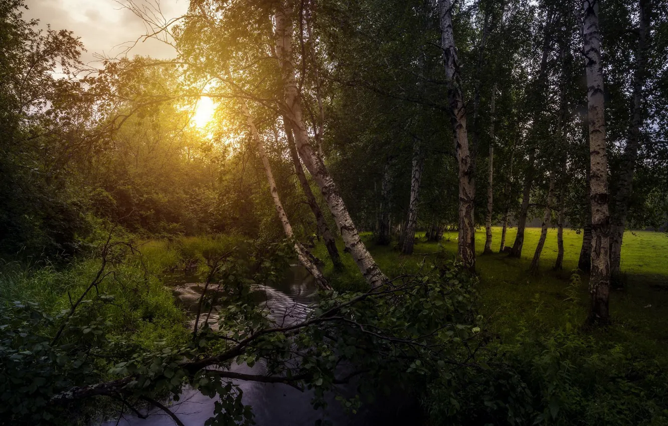 Photo wallpaper stream, shore, river, birch