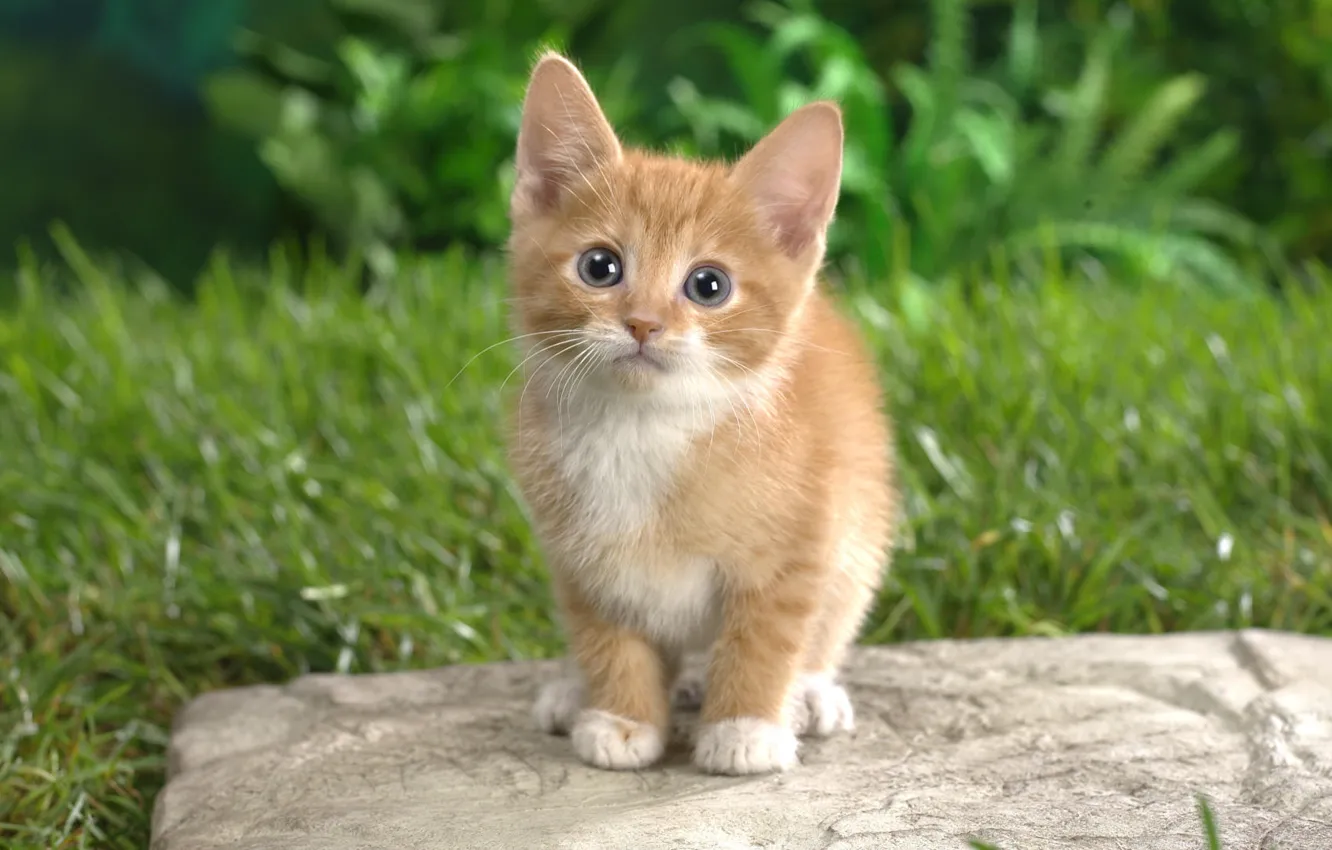 Photo wallpaper cat, cute, fluffy, adorable eyes