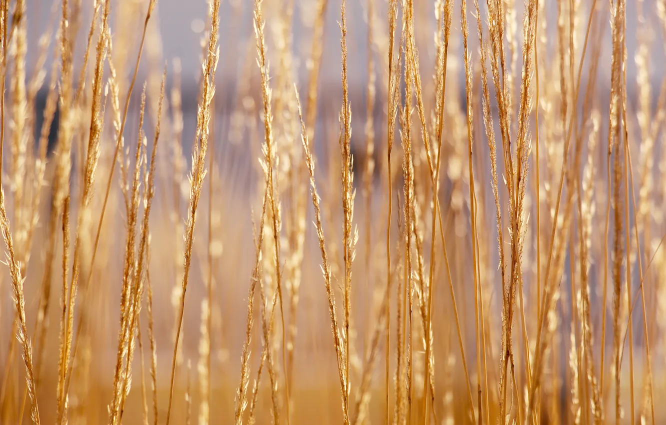 Photo wallpaper grass, dry, ornamental