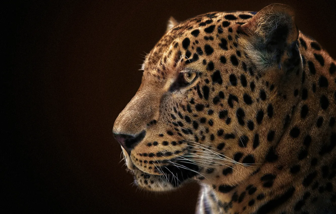 Photo wallpaper portrait, look, Jaguar, face