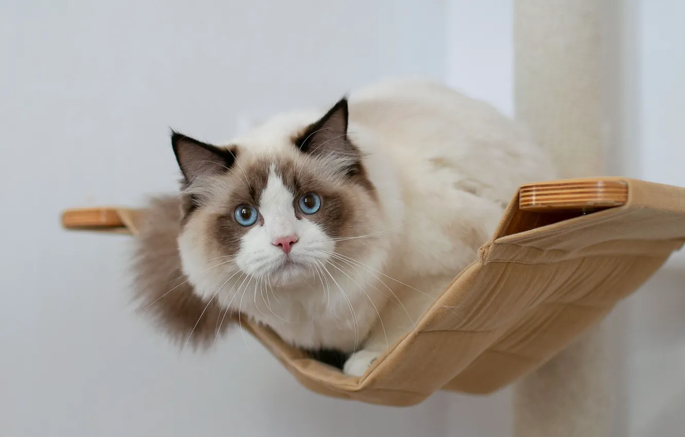Photo wallpaper cat, look, muzzle, hammock, blue eyes, Ragdoll, Yuriy Korotun