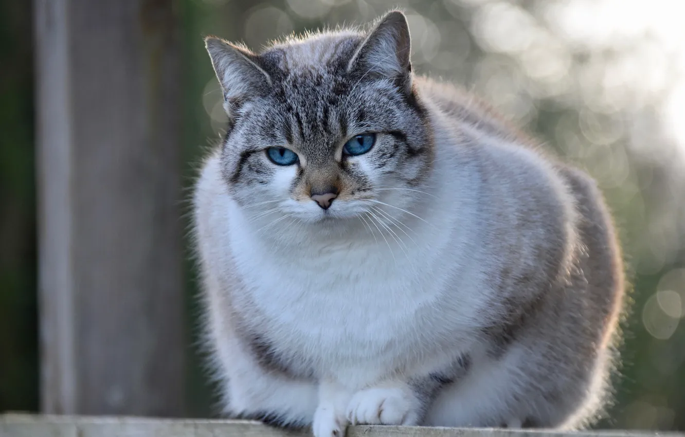 Photo wallpaper cat, blue eyes, bokeh