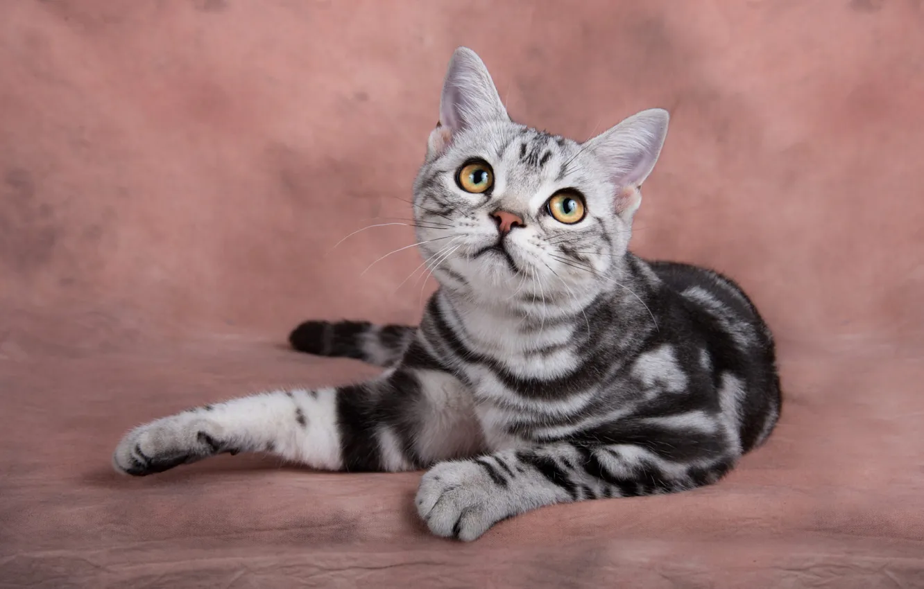 Photo wallpaper cat, eyes, look, grey, background, sweetheart, muzzle, fabric