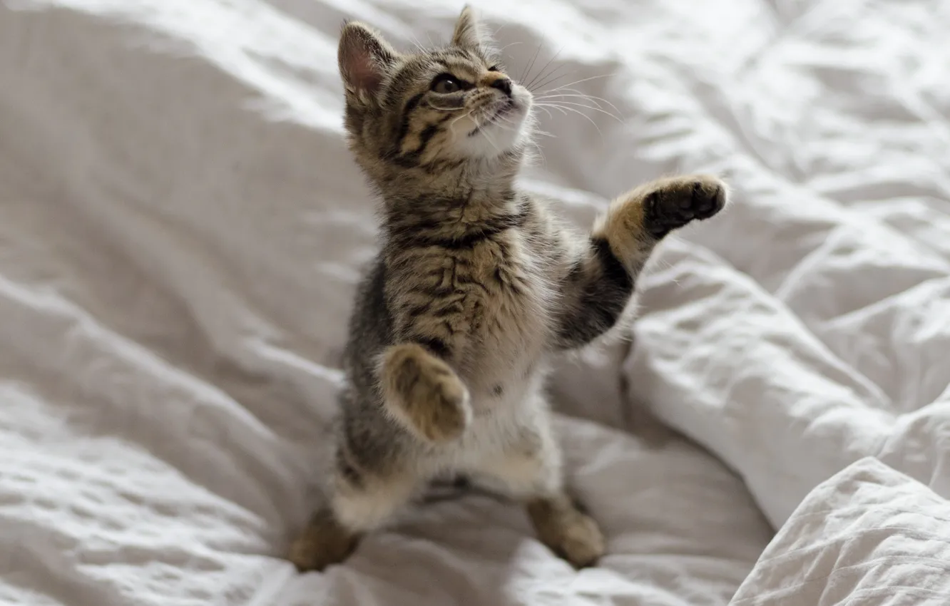 Photo wallpaper baby, kitty, stand