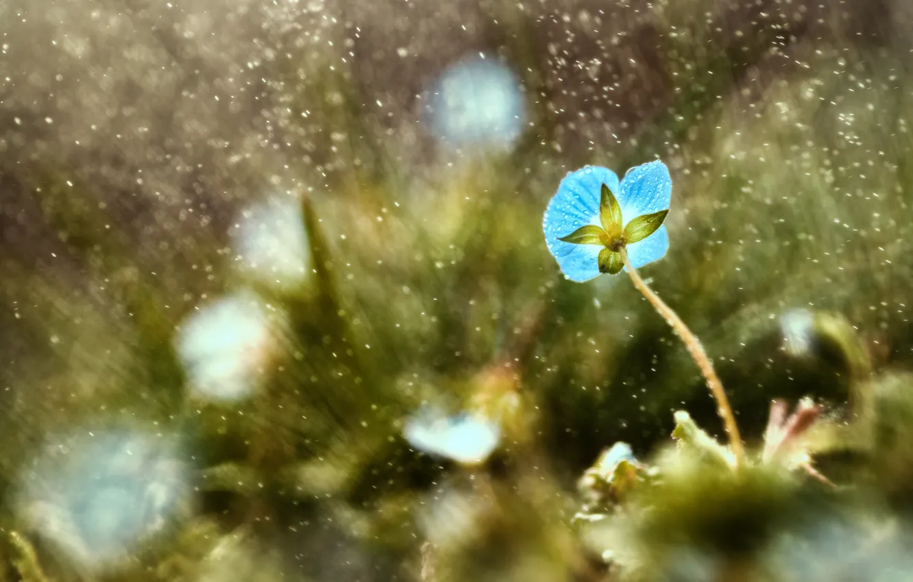 Photo wallpaper grass, drops, macro, flowers, blue, rain