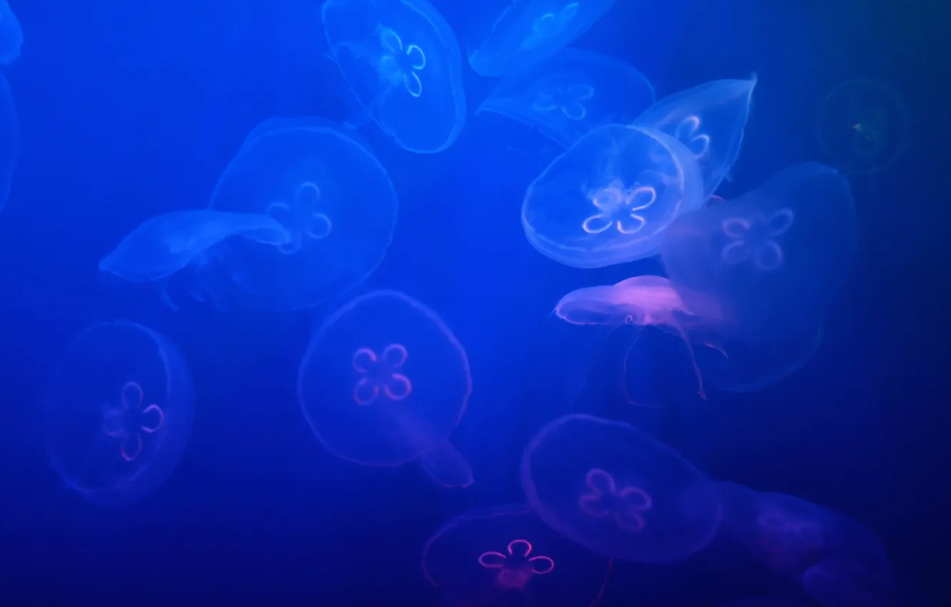 Photo wallpaper sea, water, jellyfish