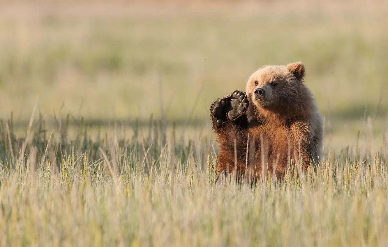 Photo wallpaper grass, pose, paws, bear, bear, sitting