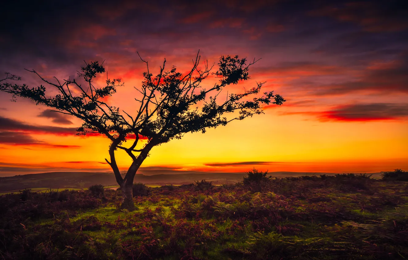 Photo wallpaper the sky, trees, landscape, beauty