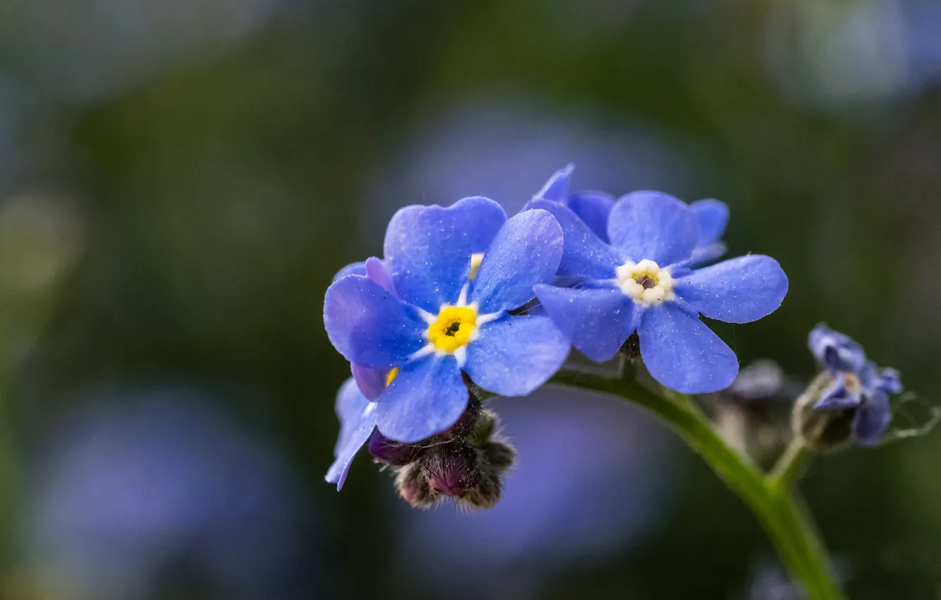 Photo wallpaper macro, background, forget-me-not