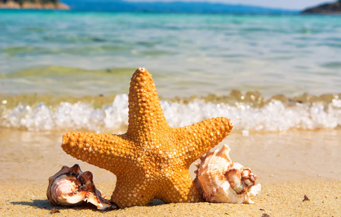 Photo wallpaper sea, beach, starfish