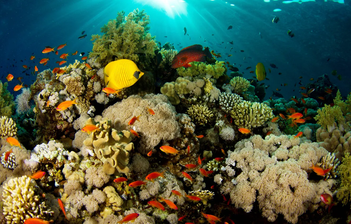 Photo wallpaper light, fish, nature, corals, reef