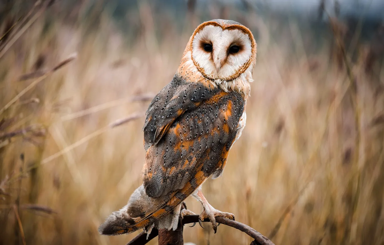 Photo wallpaper owl, bird, the barn owl