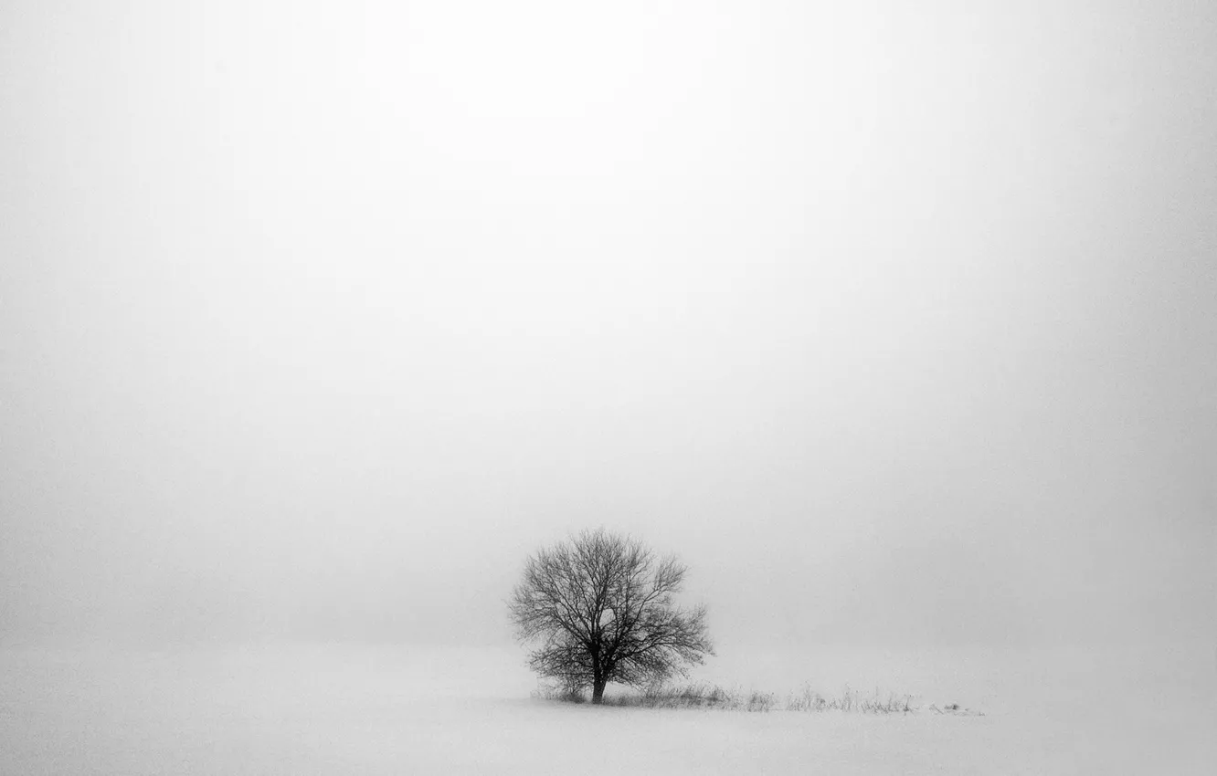 Photo wallpaper winter, snow, trees, grey, winter, snow, tree, gray