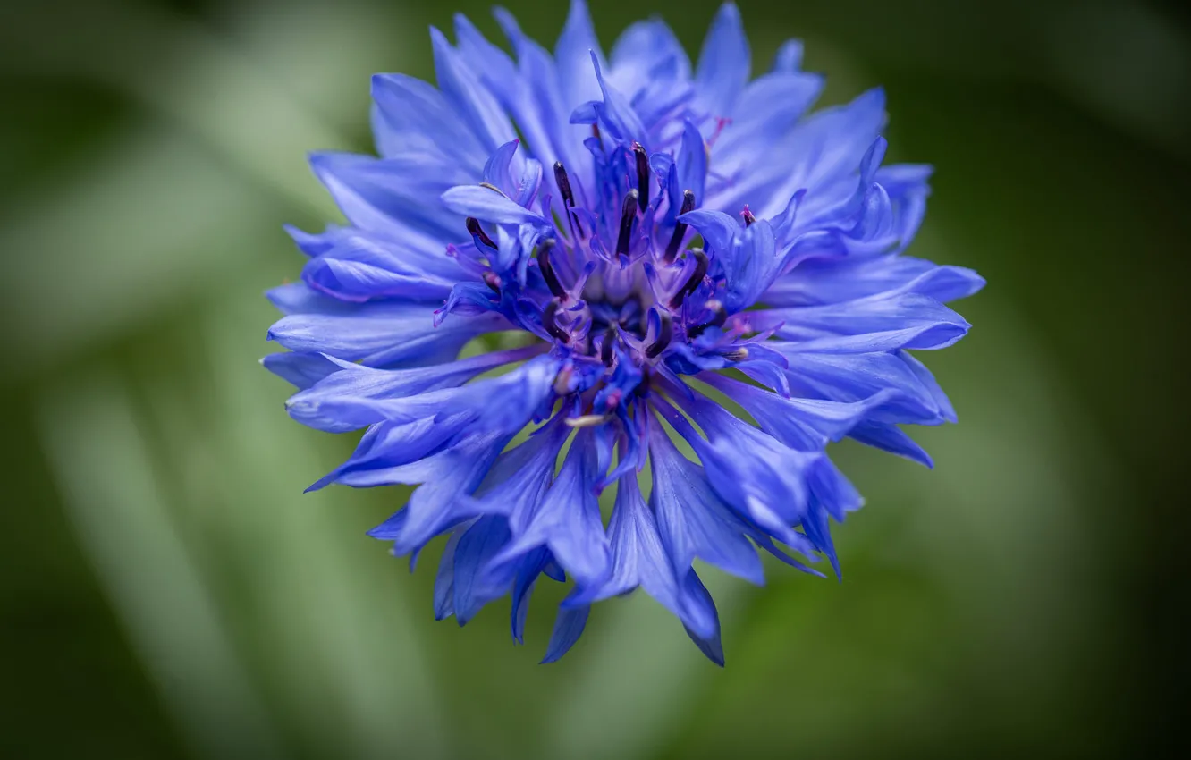 Photo wallpaper macro, flowers, blue, cornflowers