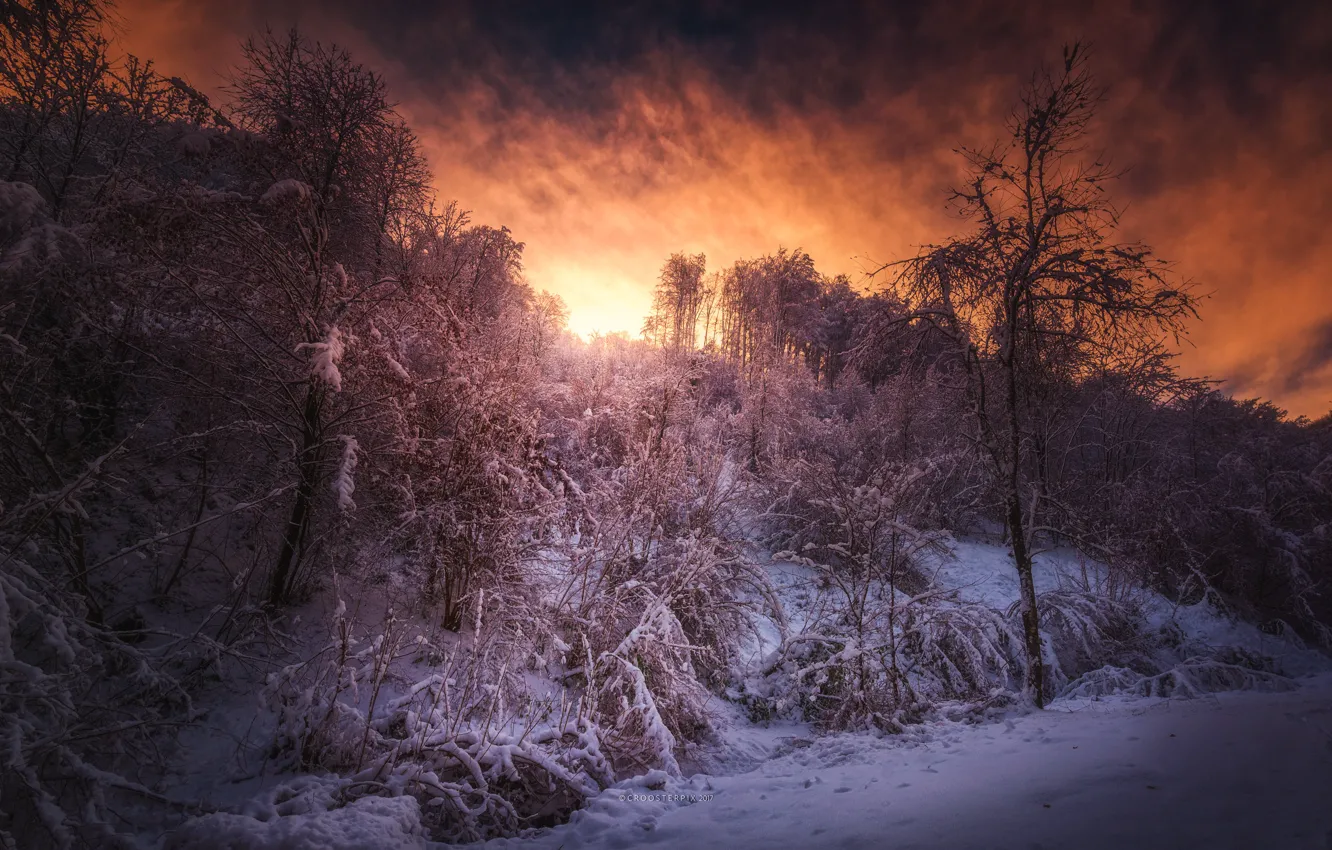 Photo wallpaper winter, forest, sunset
