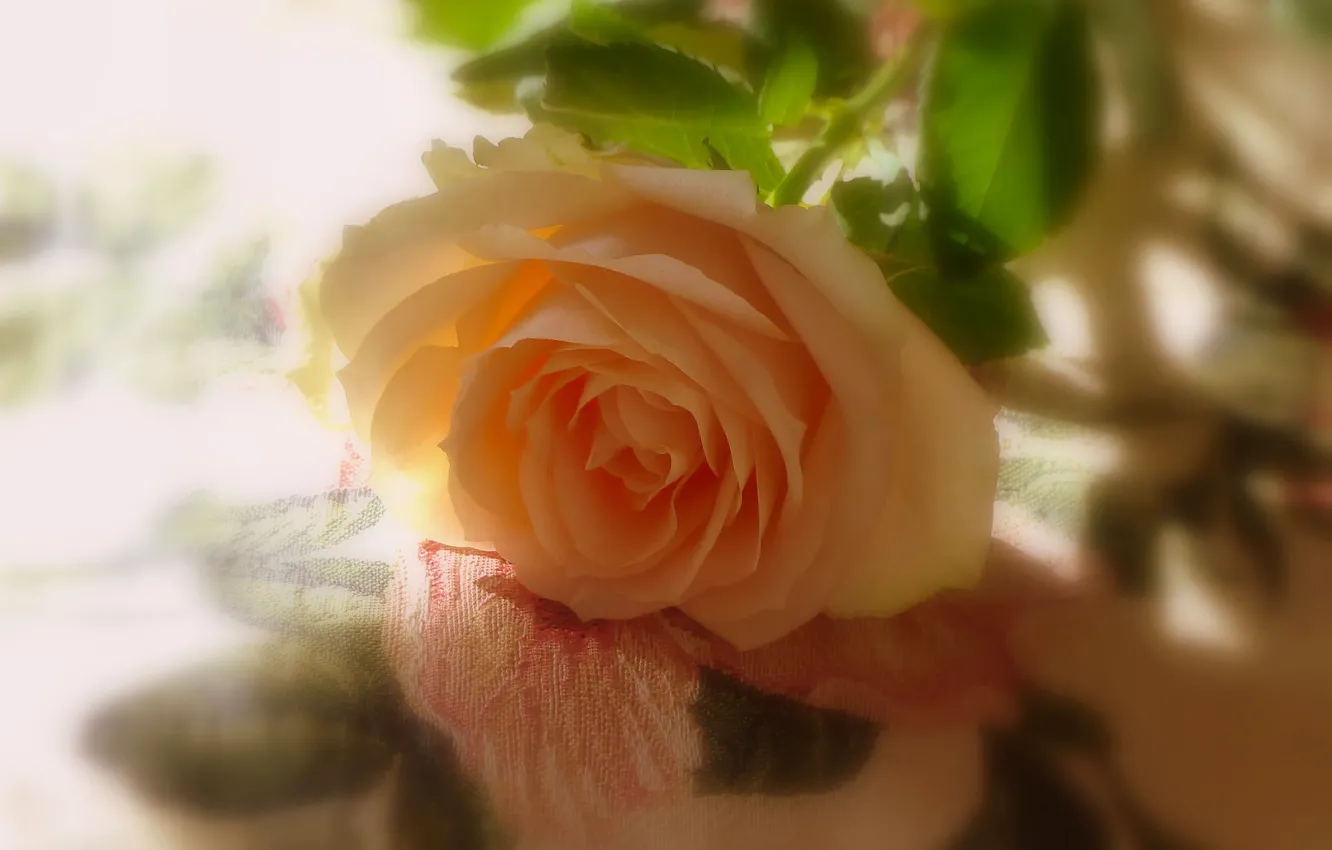 Photo wallpaper rose, shadows, yellow rose