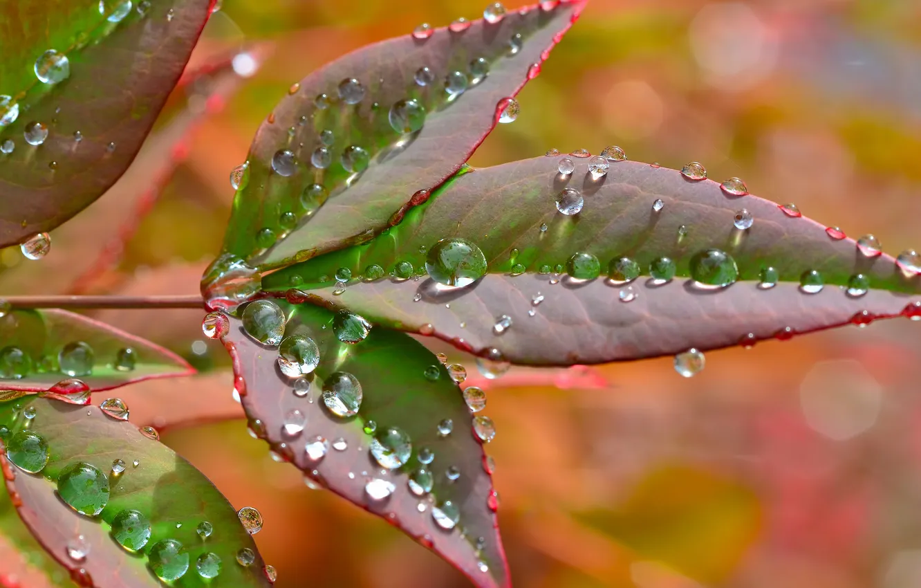 Photo wallpaper leaves, water, drops, Rosa