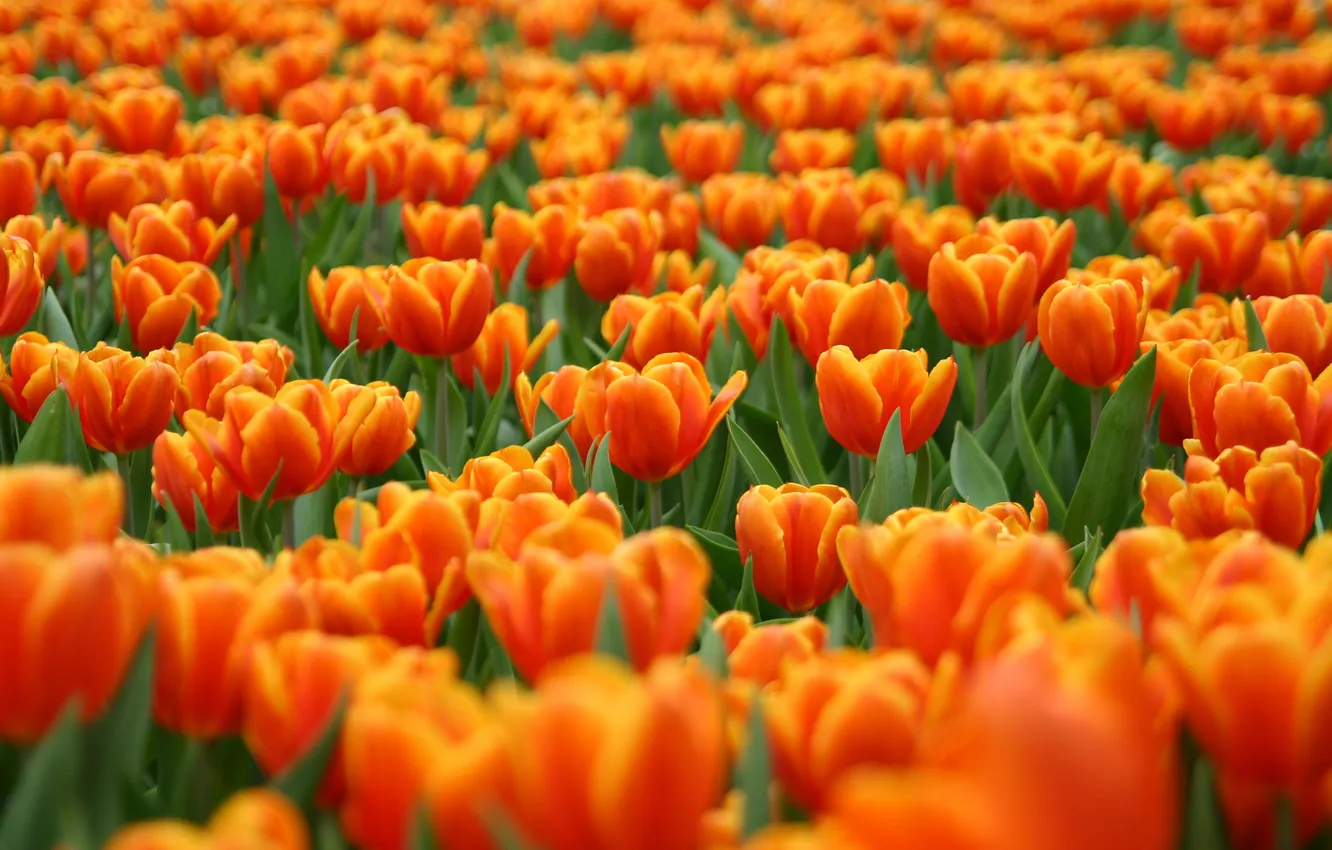 Photo wallpaper flowers, orange, red, glade, tulips