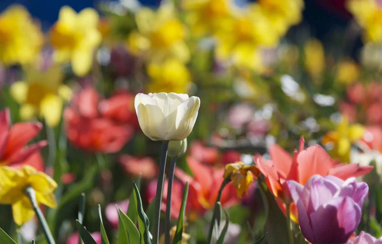 Photo wallpaper focus, spring, tulips, Sunny, different, a lot, daffodils