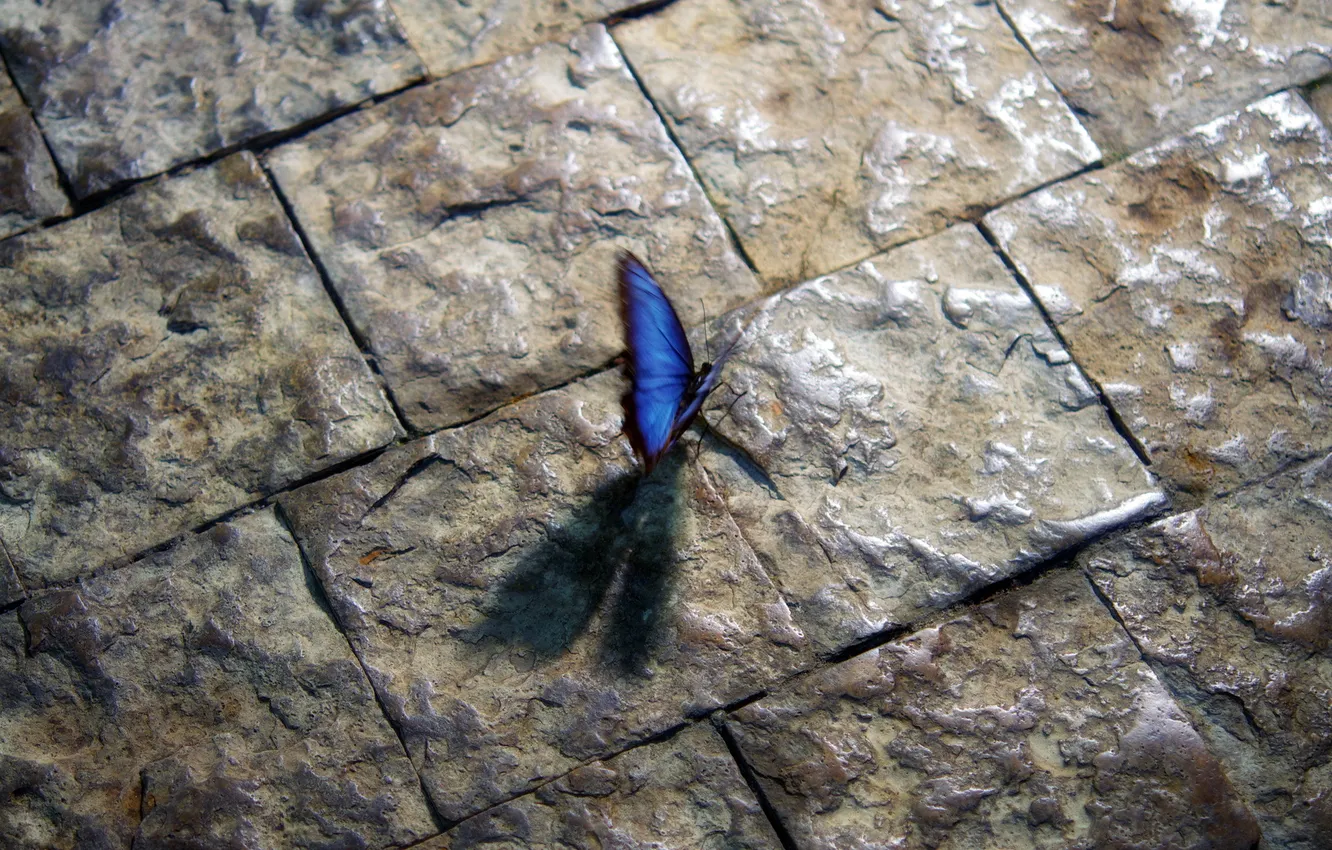 Photo wallpaper macro, street, butterfly