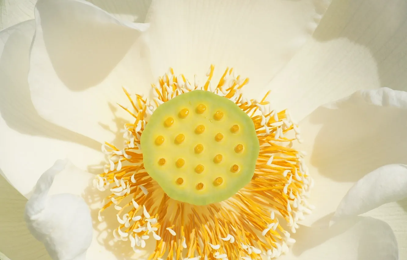 Photo wallpaper white, Lotus, lotos