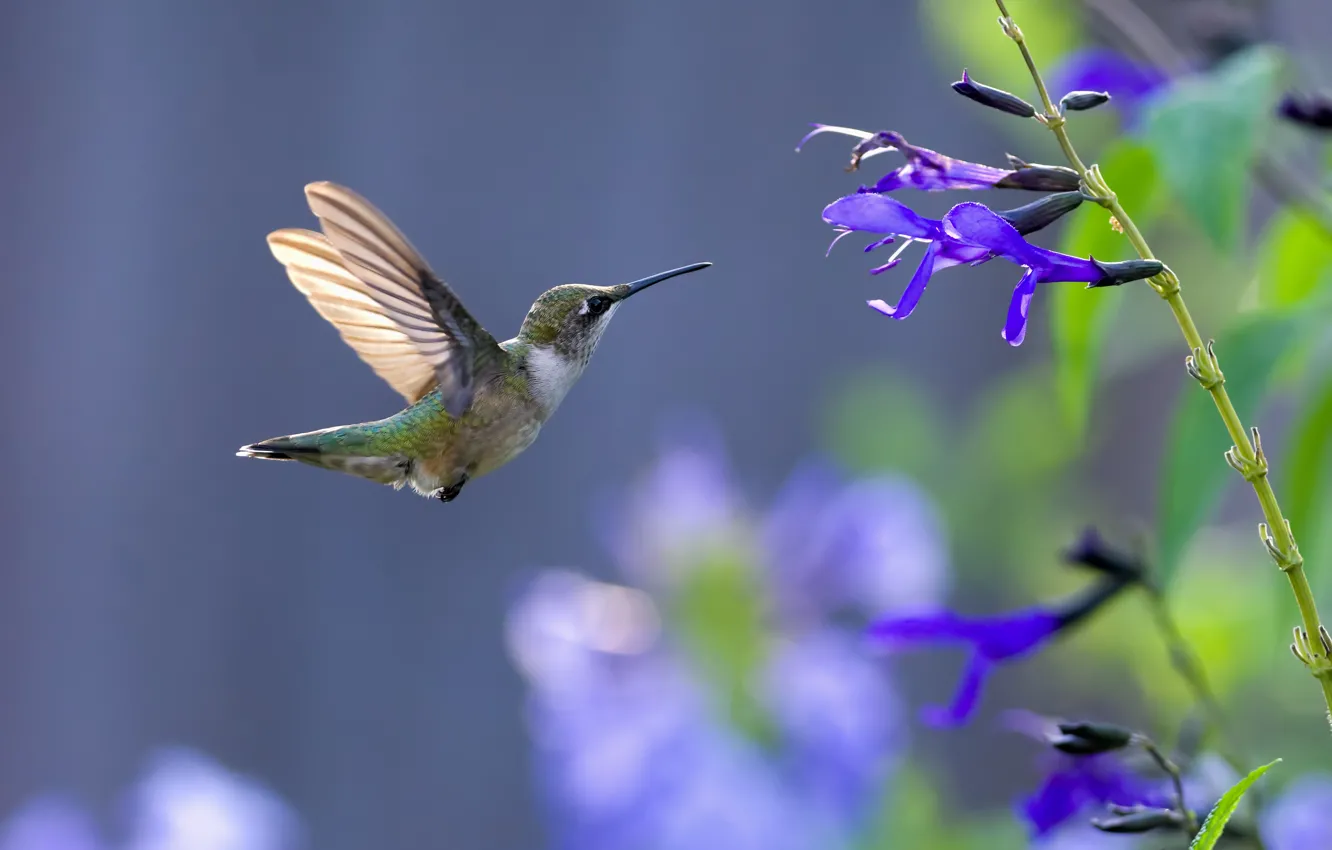 Photo wallpaper flower, bird, blue, fly, animal