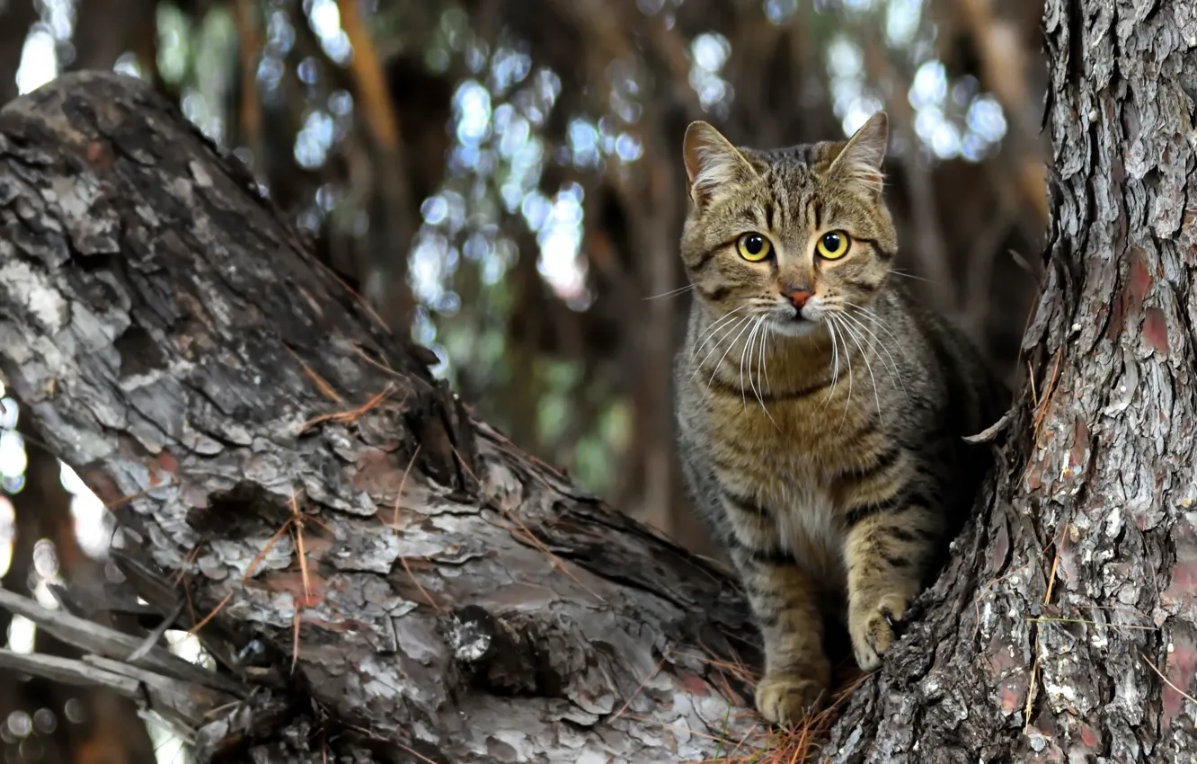Photo wallpaper cat, tree, bright eyes, the look