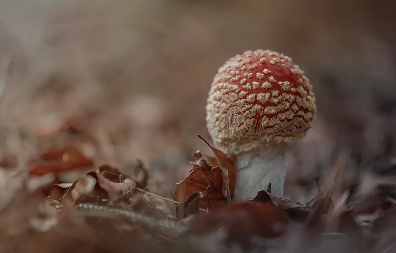 Photo wallpaper autumn, foliage, mushrooms, mushroom, bokeh, autumn leaves, fungus