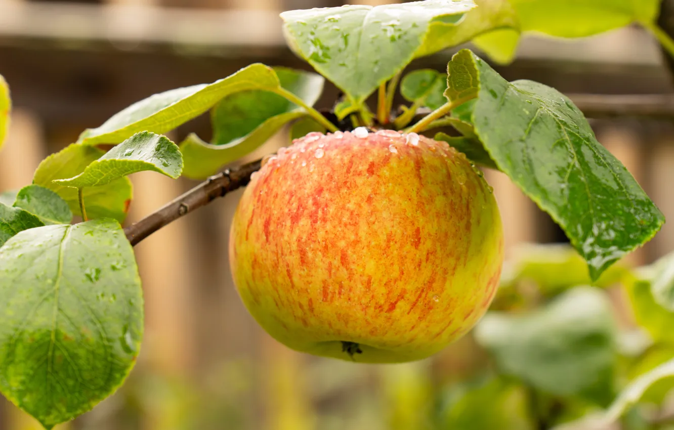 Photo wallpaper autumn, apples, cottage
