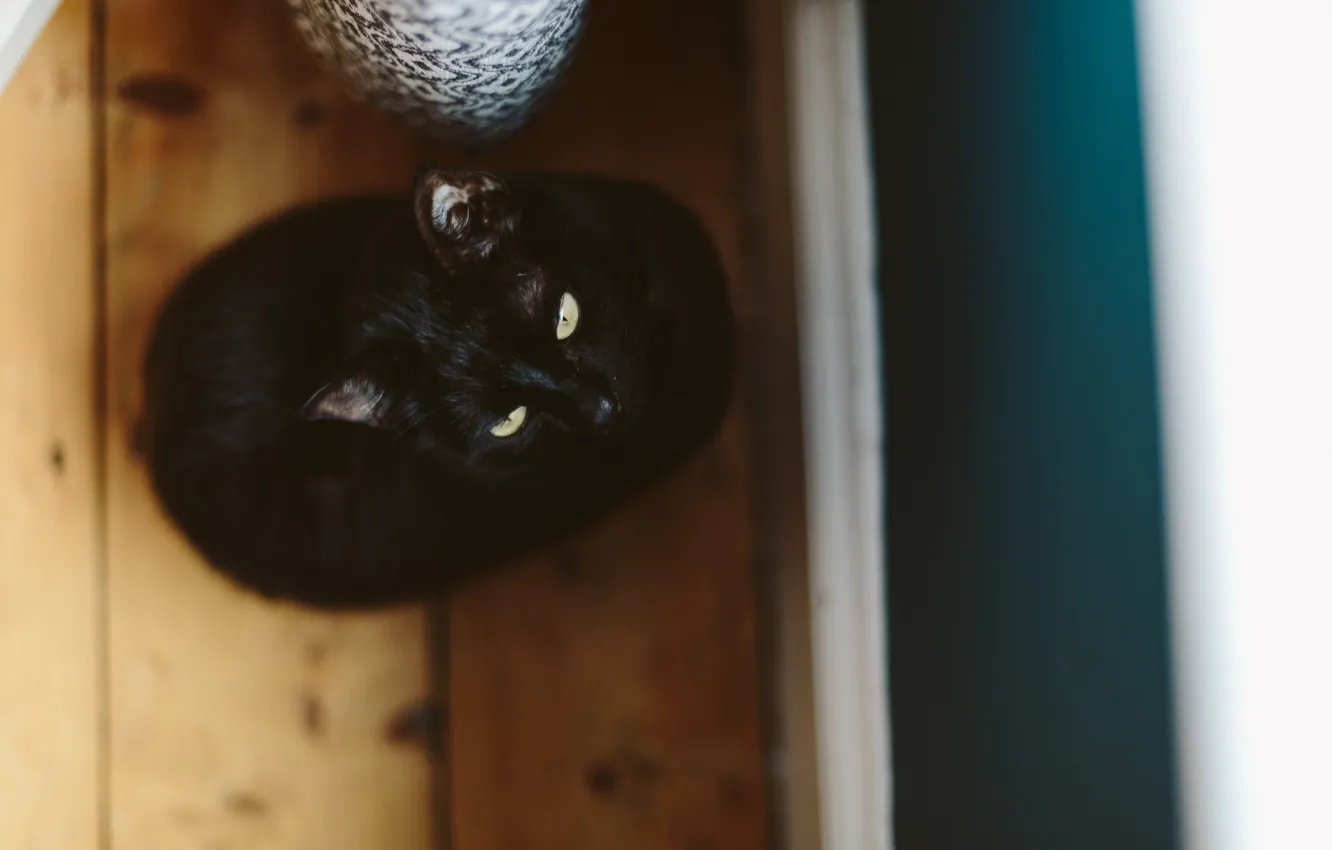 Photo wallpaper cat, cat, black