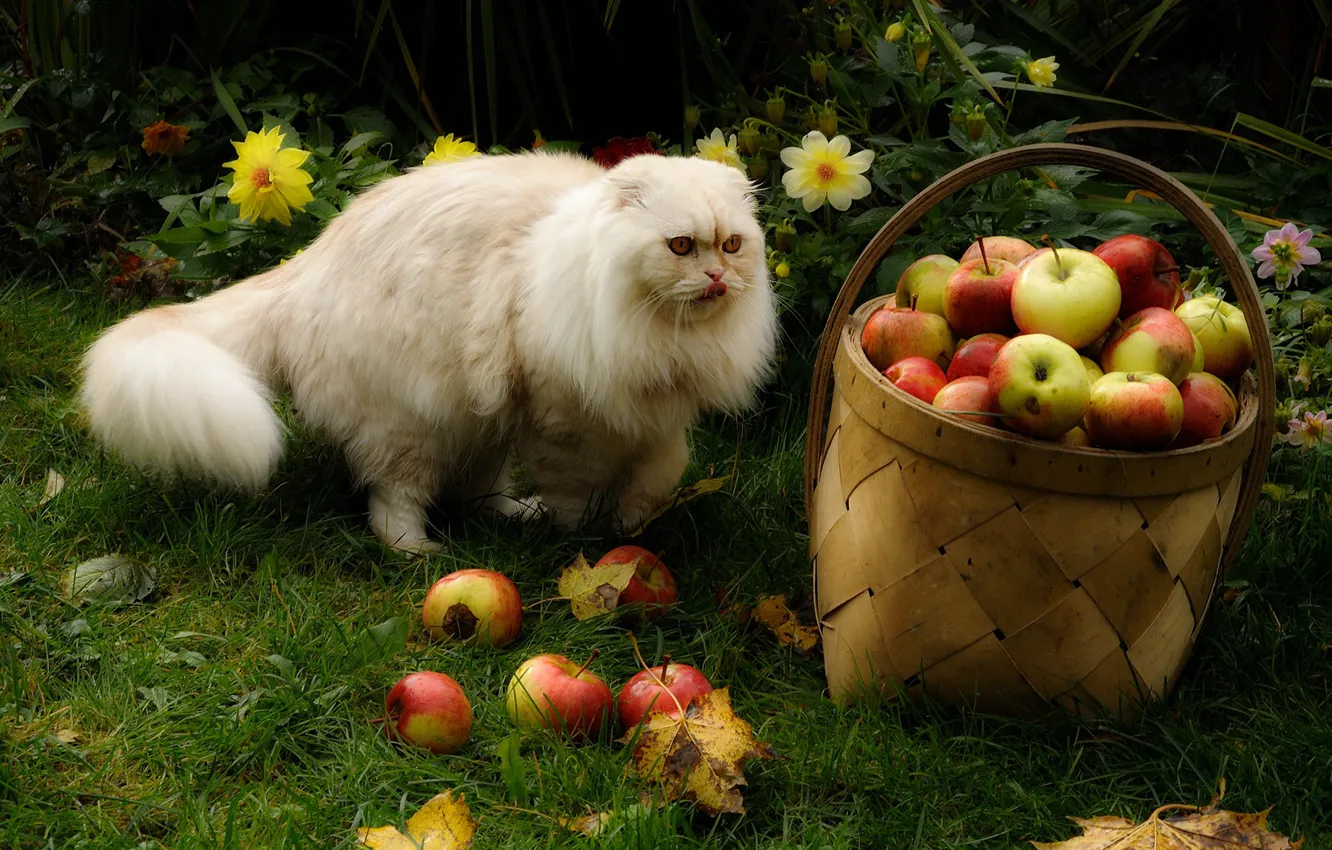 Photo wallpaper autumn, language, cat, grass, cat, leaves, basket, apples